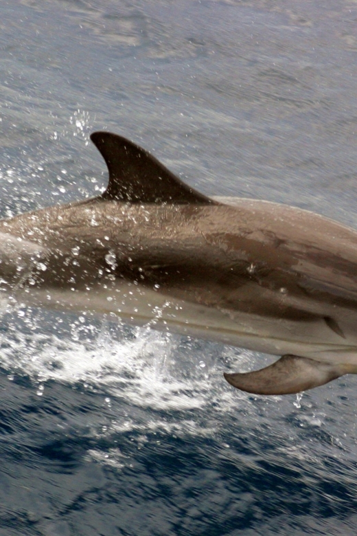 Charleston: Sightseeing Harbor Tour & Dolphin Watch - Why a Charleston harbor view adds something special