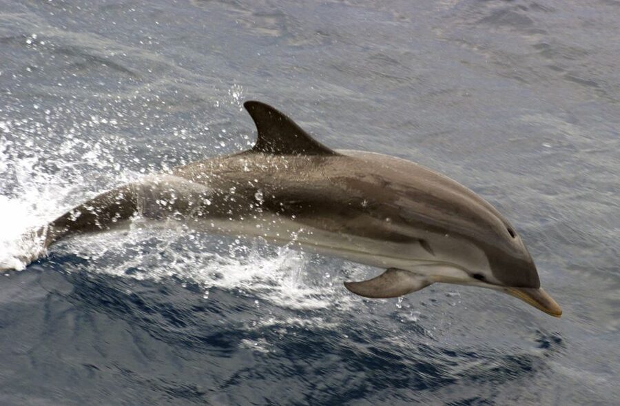 Charleston: Sightseeing Harbor Tour & Dolphin Watch - The first 10 minutes: easing into Charleston Harbor