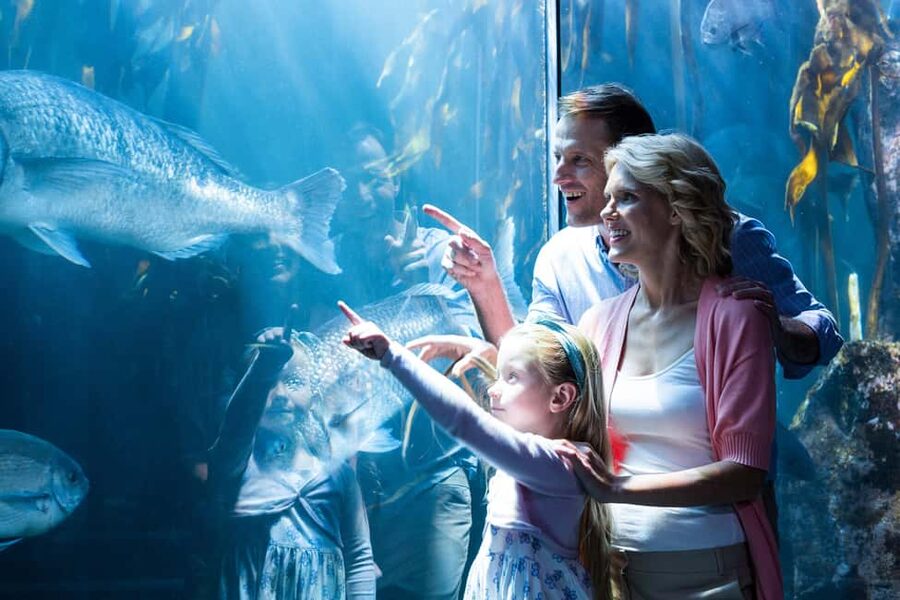 Chicago: 1-5 Day Attraction Pass with Shedd Aquarium - SkyDeck and 360 Chicago: choose one or do both