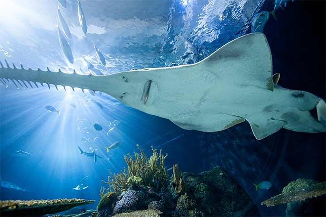 Chicago CityPASS® - Field Museum: Plan for a Long Visit