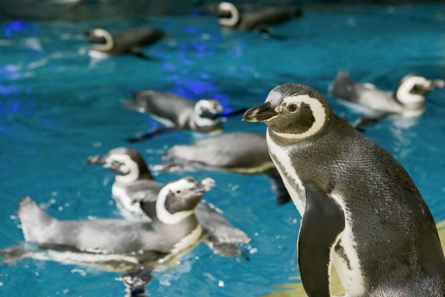 Chicago CityPASS®: Save up to 49% at 5 Top Attractions - Griffin Museum of Science and Industry: the best all-ages option