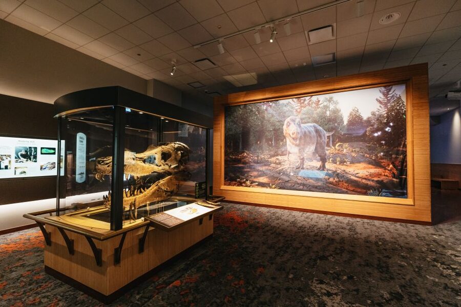 Chicago: Field Museum of Natural History Ticket or VIP Tour - Crowds, comfort, and the best time to visit