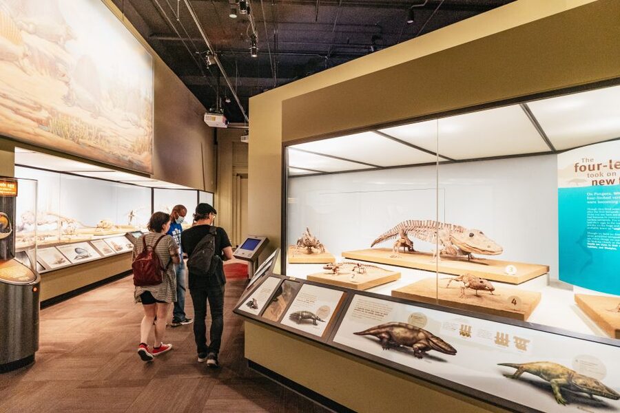 Chicago: Field Museum of Natural History Ticket or VIP Tour - Lions of Tsavo and the animal galleries