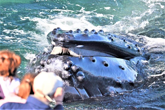 City Cruises Boston Whale Watching Cruise by High-Speed Boat - The essential facts at a glance