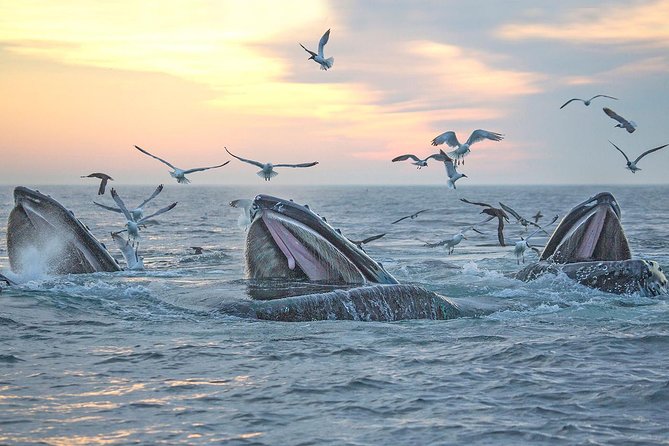 City Cruises Boston Whale Watching Cruise by High-Speed Boat - The outdoor decks and indoor cabin