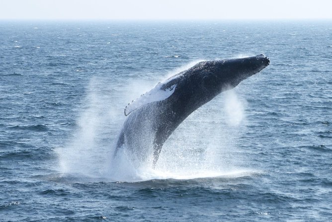 City Cruises Boston Whale Watching Cruise by High-Speed Boat - Motion sickness: take the warning seriously