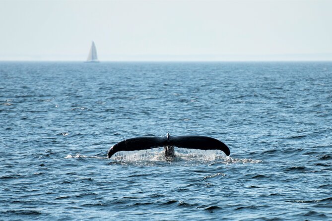 City Cruises Boston Whale Watching Cruise by High-Speed Boat - Timing your Boston whale watch