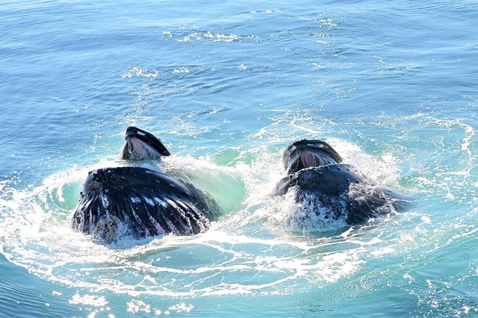 City Cruises Boston Whale Watching Cruise by High-Speed Boat - Why Stellwagen Bank matters