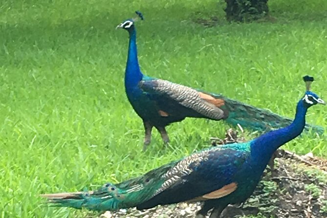 City Tour Miami PLUS and Boat Tour - Little Havana and the 90-minute lunch stop