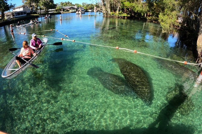 Clear Kayak Manatee Ecotour of Crystal River - What makes this Crystal River paddle worth considering