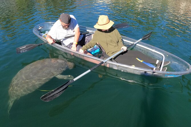Clear Kayak Manatee Ecotour of Crystal River - Manatee season, clear water, and realistic expectations