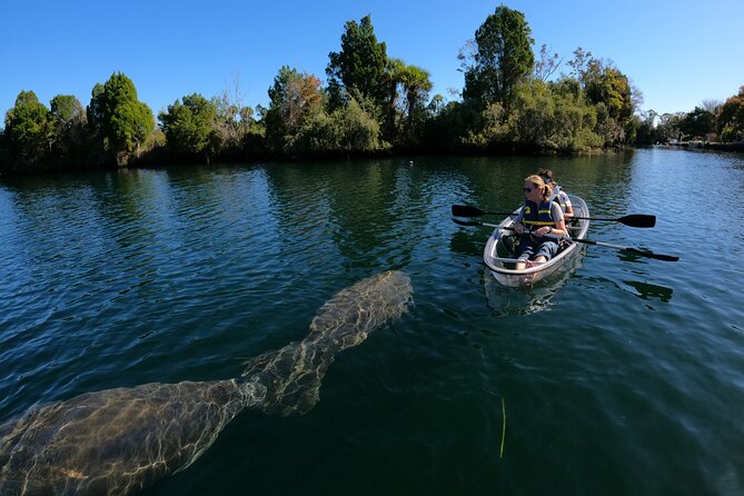Clear Kayak Manatee Ecotour of Crystal River - Who should book this Crystal River experience?