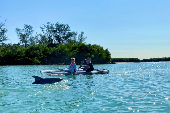 Clear Kayak Tour of Shell Key Preserve and Tampa Bay Area - Wildlife watching with a local guide