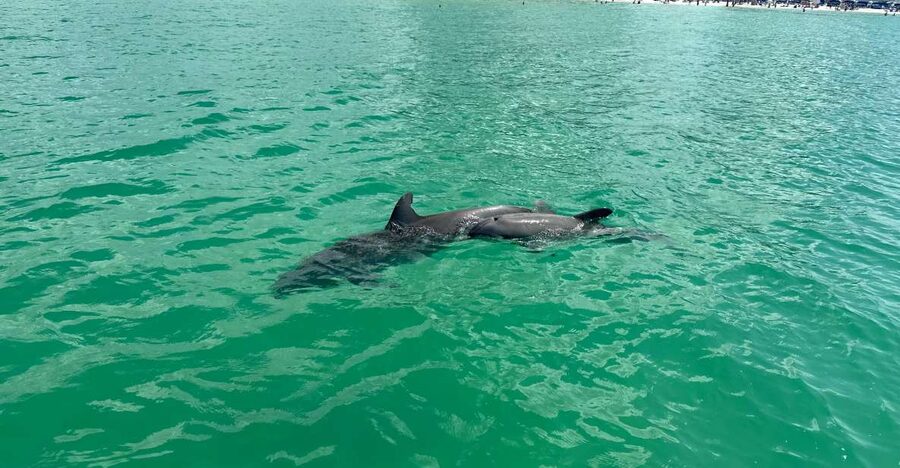 Clearwater Beach: Dolphin & Island Sandbar Cruise - A practical two hours from 25 Causeway Boulevard