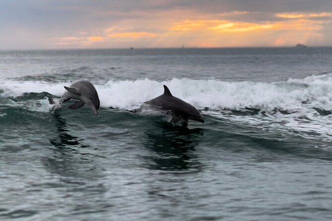 Clearwater Encounters with Dolphins Tour - Key points at a glance