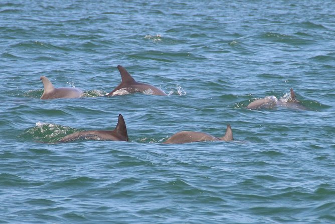 Clearwater Encounters with Dolphins Tour - Searching Clearwater Harbor for dolphins