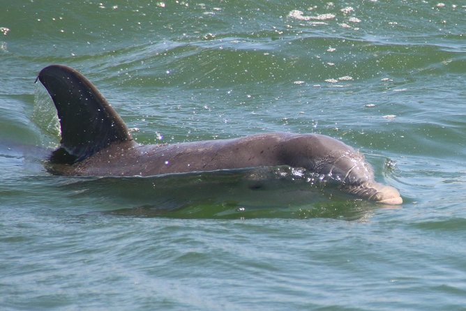 Clearwater Encounters with Dolphins Tour - Compass Island for shells, swimming, and treasure