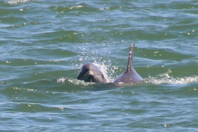 Clearwater Encounters with Dolphins Tour - What the $35.67 price buys you