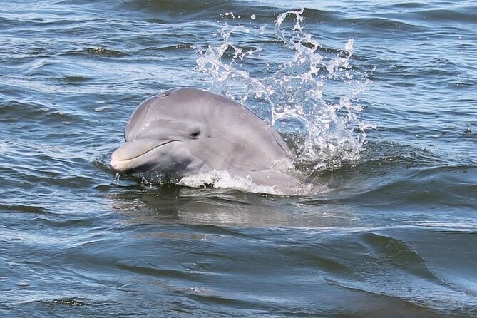 Cocoa Beach Dolphin and Wildlife Tour - Key points at a glance
