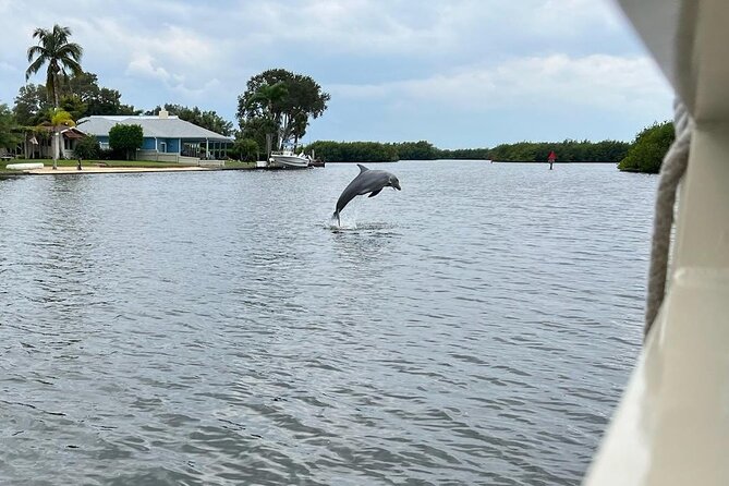 Cocoa Beach Dolphin and Wildlife Tour - Manatees, birds, turtles, and occasional surprises