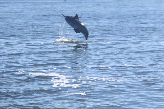 Cocoa Beach Dolphin and Wildlife Tour - The guides make the difference