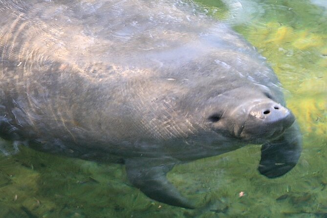Cocoa Beach Dolphin and Wildlife Tour - How the $47.50 price holds up