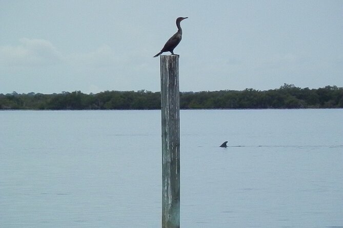 Cocoa Beach Dolphin and Wildlife Tour - Families, wheelchair users, and mixed-age groups