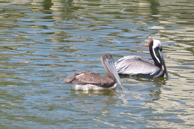 Cocoa Beach Dolphin and Wildlife Tour - The two-hour route through the Thousand Islands