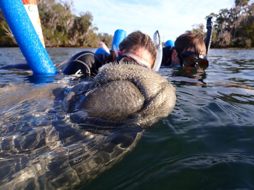 Crystal River: Manatee Snorkel Tour w/ In-Water Photographer - Is $87 a good value?