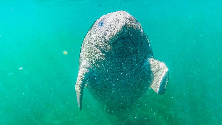 Crystal River: Manatee Snorkel Tour w/ In-Water Photographer - Snorkeling with manatees near Three Sisters Springs