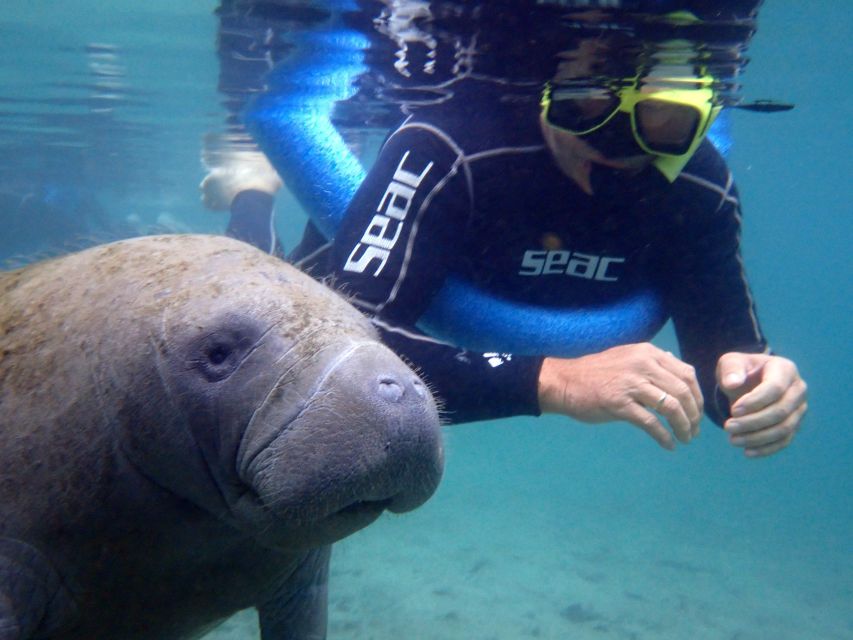 Crystal River: Manatee Snorkel Tour w/ In-Water Photographer - Starting at 498 SE Kings Bay Drive