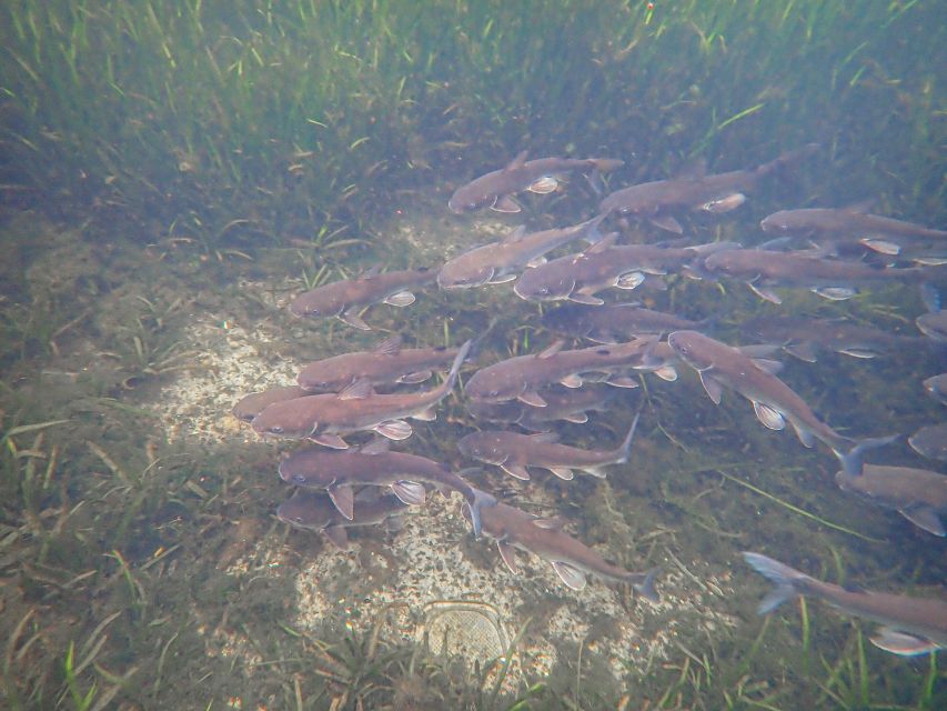 Crystal River: Manatee Swim Group Tour - Key points at a glance