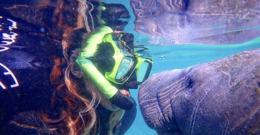 Crystal River: Manatee Swim Group Tour - Why Crystal River is the place for this encounter