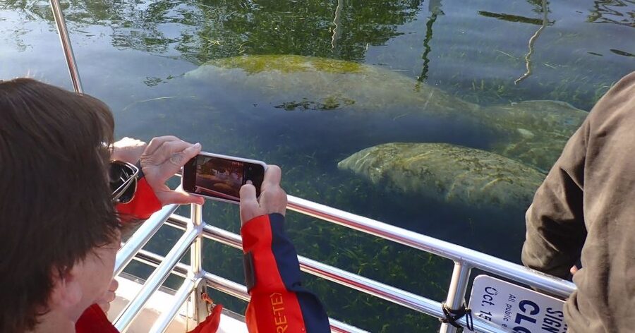 Crystal River: Manatee Swim Group Tour - Searching Kings Bay for manatees