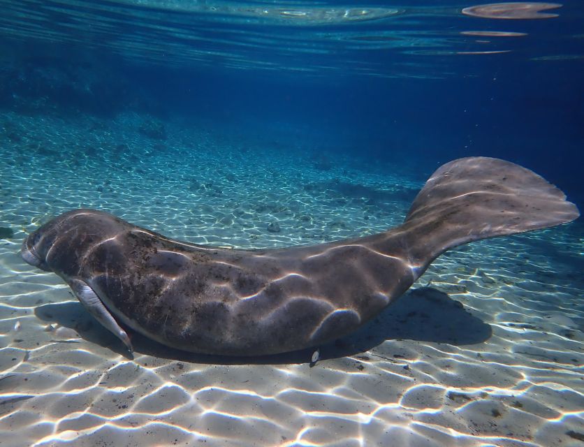 Crystal River: Manatee Swim Group Tour - Entering the water with a guide beside you