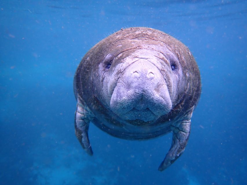Crystal River: Manatee Swim Group Tour - A personal photographer, not a camera rental