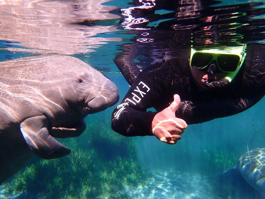 Crystal River: Manatee Swim Group Tour - What the seasons really change