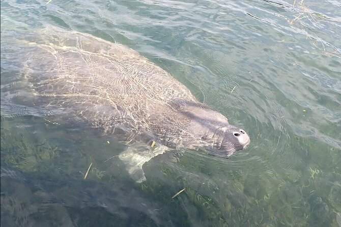 Crystal River Manatee Viewing Cruise - Who should book this manatee cruise