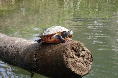 Crystal River Manatee Viewing Cruise