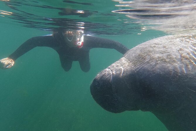 Crystal River: Semi-Private Manatee Swim Tour With Heated Boat - Key Points Before You Book