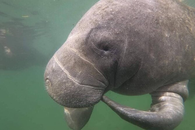 Crystal River: Semi-Private Manatee Swim Tour With Heated Boat - The $74.99 Price and Overall Value