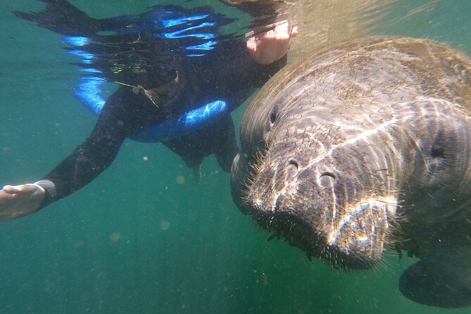 Crystal River: Semi-Private Manatee Swim Tour With Heated Boat - Check-In at 403 NE 2nd Street