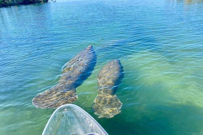 Crystal River Three Sisters Springs and Manatee Clear Kayak Tours - Starting at Kings Bay Park in Crystal River