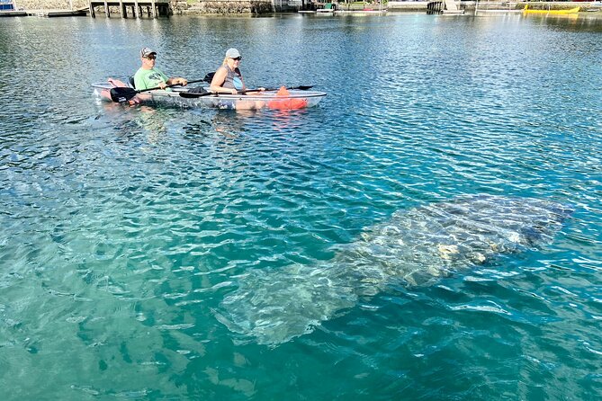 Crystal River Three Sisters Springs and Manatee Clear Kayak Tours - Wildlife rules and realistic expectations