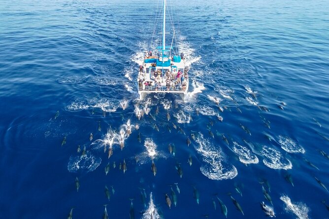 Dana Point Dolphin and Whale Watching with Underwater Viewing - The First Wildlife Appears Near the Harbor