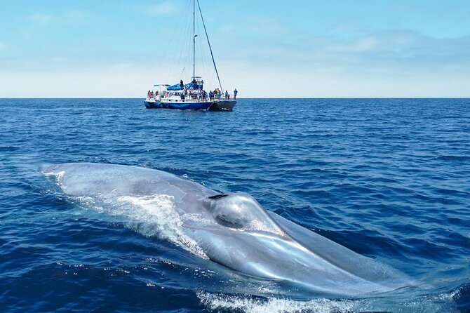 Dana Point Dolphin and Whale Watching with Underwater Viewing - Searching for Dolphins and Whales Offshore