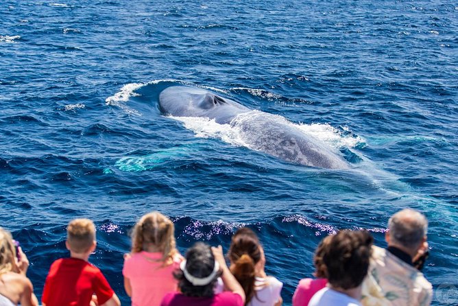 Dana Point Dolphin and Whale Watching with Underwater Viewing - Is $99.99 a Fair Price?