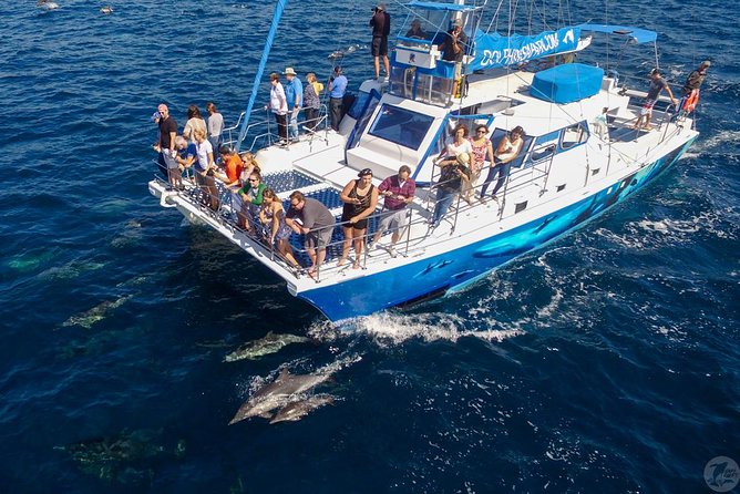 Dana Point Dolphin and Whale Watching with Underwater Viewing - Who Will Enjoy This Dana Point Safari?
