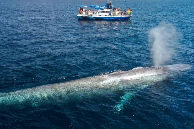 Dana Point Dolphin and Whale Watching with Underwater Viewing - Comfort, Weather, and Seasickness