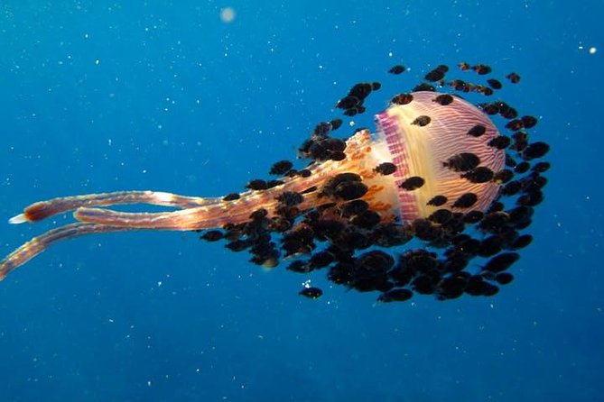 Deluxe Morning Snorkeling Adventure - Honaunau Bay and the Place of Refuge